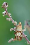 Aethes tesserana