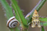 Aethes tesserana