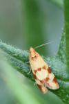 Aethes tesserana