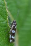 Scythris scopolella
