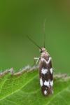 Scythris scopolella