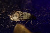 Cochylichroa atricapitana