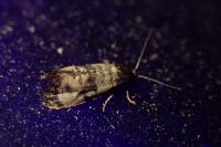 Cochylichroa atricapitana