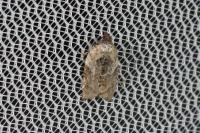 Acleris variegana
