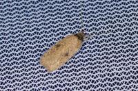 Agonopterix subpropinquella