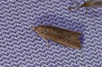 Bactra