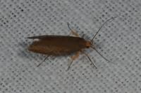 Crassa unitella