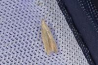 Coleophora