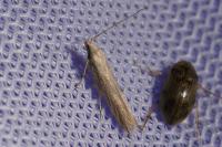 Coleophora