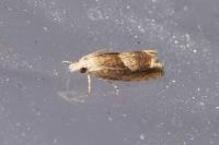 Eucosma conterminana