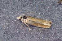 Eucosma obumbratana
