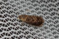 Grapholita janthinana