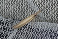 Pleurota aristella
