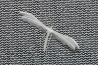 Pterophorus pentadactylus