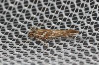 Pyroderces argyrogrammos