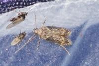Scrobipalpa costella