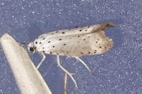 Yponomeuta
