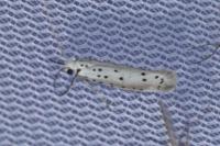 Yponomeuta