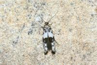 Enolmis acanthella