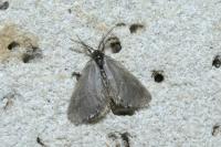 Rebelia plumella surientella
