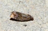 Ditula angustiorana