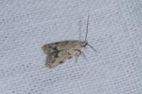 Symmoca signatella