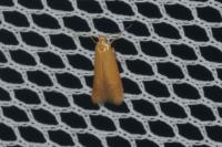 Tischeria