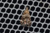 Tebenna micalis