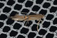 Cosmopterix lienigiella