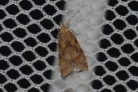 Brachmia blandella