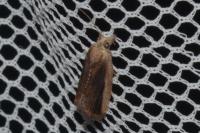 Bactra