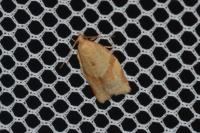 Clepsis consimilana