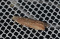 Bactra