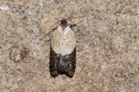 Acleris variegana
