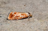 Rhyacionia buoliana