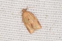 Clepsis consimilana