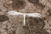 Pterophorus pentadactylus