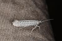 Yponomeuta evonymella