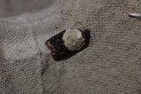 Acleris variegana