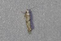 Paraswammerdamia albicapitella