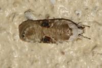 Agonopterix alstroemeriana