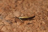 Coleophora