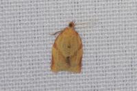Clepsis consimilana