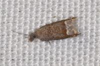 Ancylis tineana