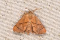 Apoda limacodes