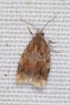 Archips xylosteana