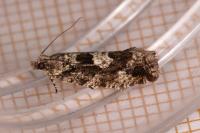 Zeiraphera isertana