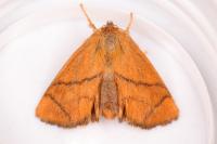 Apoda limacodes