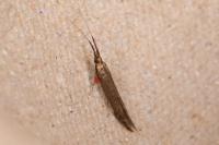 Coleophora mayrella