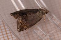 Cydia splendana